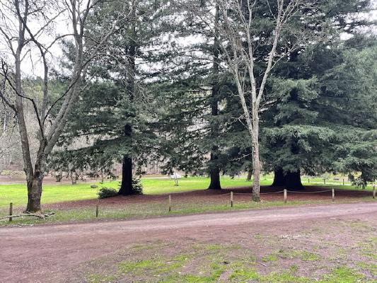 
        Picnic area with large green trees in the foreground
      