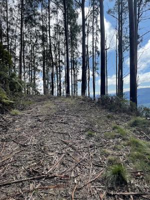 
        Tree litter covering the track
      