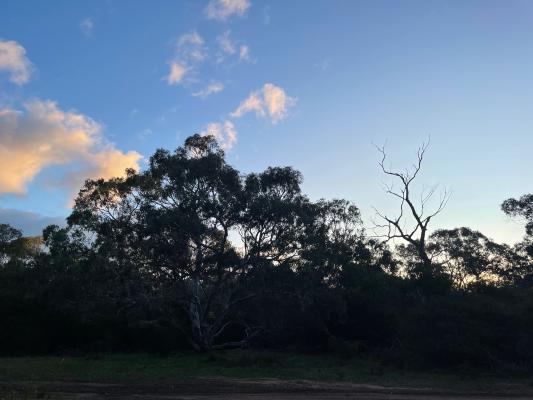 
        Poorly lit trees against a blue sky just after sunset
      